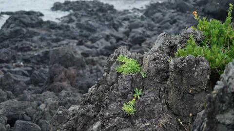 Grass grows from sea rocks Stock Photos