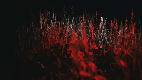Grass grows in the shade of red light Stock Footage 81699147