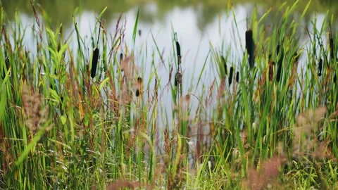 The grass grows on the shore of the pond Stock Footage 167497691
