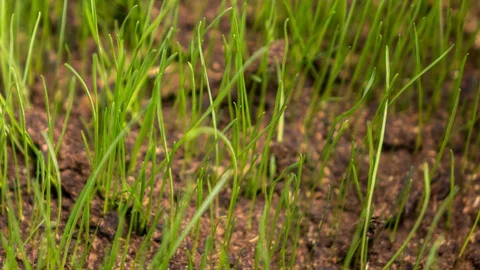 Grass grows from soil. Vídeo Stock 98295774