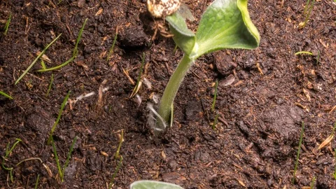 Grass grows from soil. 動画素材 98295803