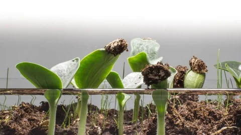 Grass grows from soil. Video stock 98295823