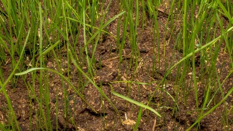 Grass grows from soil. Stockbeeldmateriaal 98305418