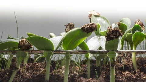 Grass grows from soil. Stock Footage 98305464