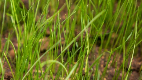 Grass grows from soil. 스톡 동영상 98407620