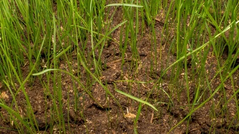 Grass grows from soil. 스톡 동영상 98416634