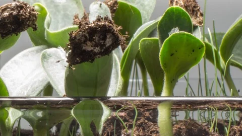 Grass grows from soil. Vídeo Stock 98496489