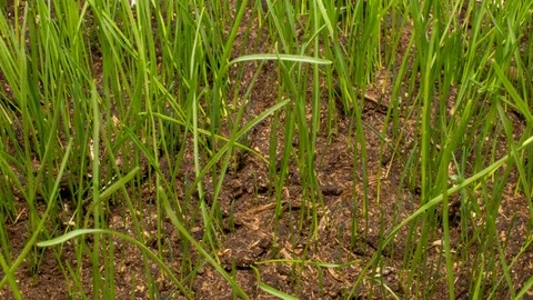 Grass grows from soil. Stock Footage 98531019