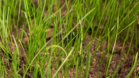 Grass grows from soil. 動画素材 98531031