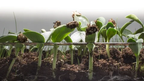 Grass grows from soil. Stock Footage 98531043