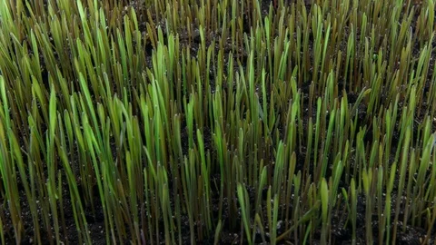 Grass grows in spring Stock Footage 85385759