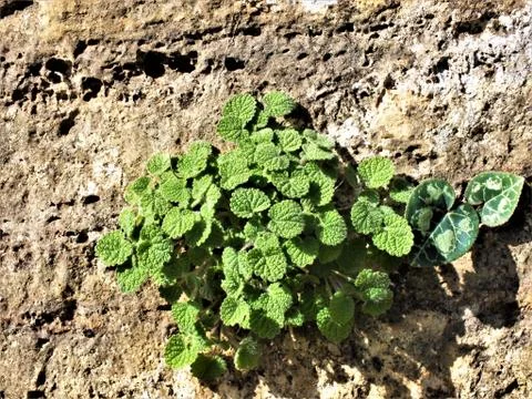 Grass grows on a stone Stock-Fotos