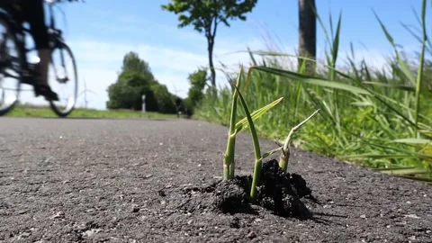 Grass grows through asphalt, biker goes by Stock Footage 131539523