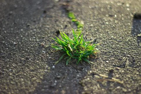 Grass grows through asphalt Foto stock