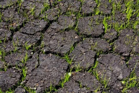 Grass grows through cracks in the ground Stock Photos