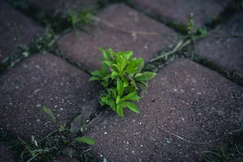 The grass grows through the paving slabs. Weeds grow through paving slabs Stock Photos