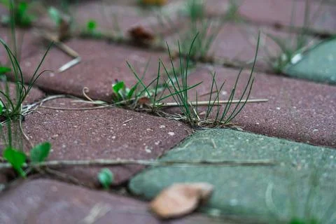 The grass grows through the paving slabs. Weeds grow through paving slabs Stock Photos