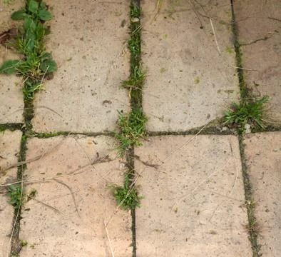 Grass grows through the road paving Stock Photos