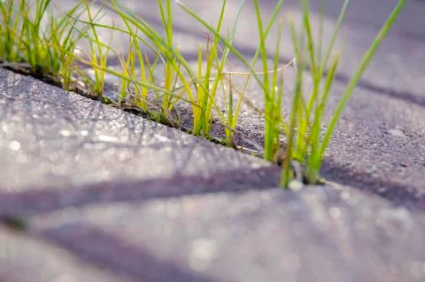 The grass grows through the road surface. Stock Photos