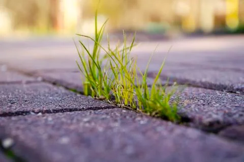 The grass grows through the road surface. 1 Foto stock