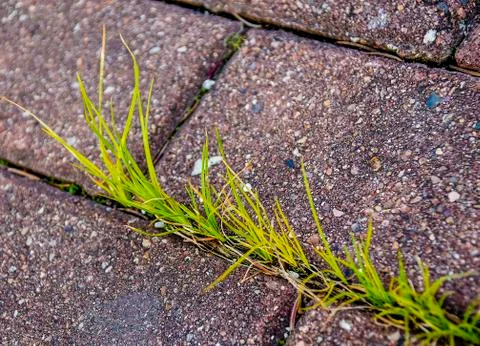 The grass grows through the road surface. 2 Stock-Fotos