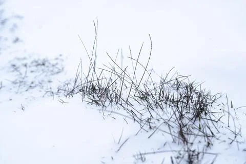 Grass grows through snow on a winter day in a field along a quiet path in t.. Stock Photos
