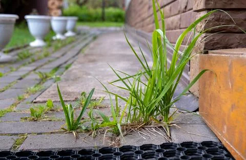 Grass grows from tiles. Stock Photos