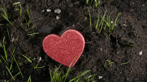 The grass grows under a red heart. Stock Footage 149107867