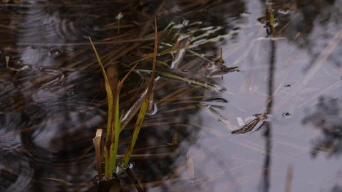 Grass grows in water. Rain is dripping on a puddle. Stock Footage 130167687