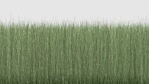 Grass Growth 01 Stock Footage 269148388