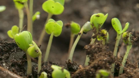 Grass growth, macro timelapse Stock Footage 232877104