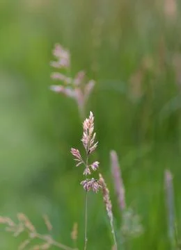 Grass halm Stock Photos