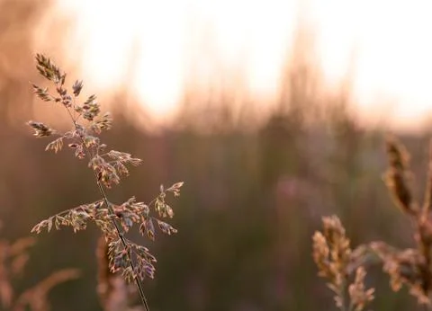 Grass halm in the sun Stock Photos