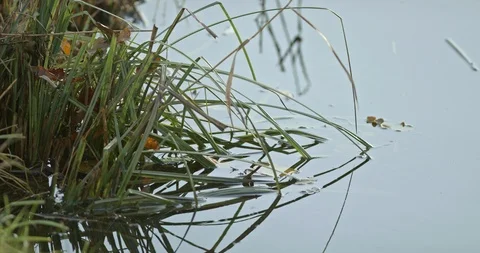 Grass hanging into the water Stock Footage 120940683