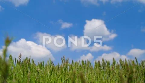 The grass has come into ear Stock Photos