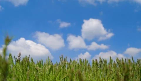 The grass has come into ear Foto stock