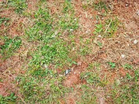 Grass that has started to dry and empty until you can see the ground Stock Photos