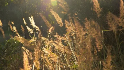 Grass in hawaii with sunset glowing through boom up Video stock 122658260