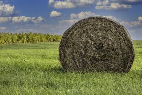 Grass Hay under a Cloudy Blue Sky in an Agricultural Landscape Stock Photos
