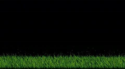 Grass HD1080 Stock Footage 310772