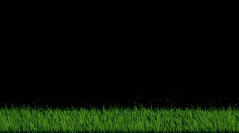 Grass HD720 Stock Footage