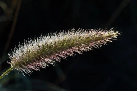 Grass head covered in dew silhouetted in morning light Stock Photos