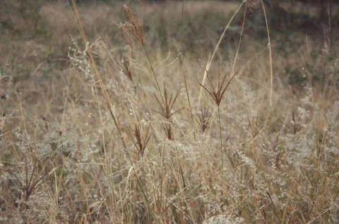 Grass head Stock Photos