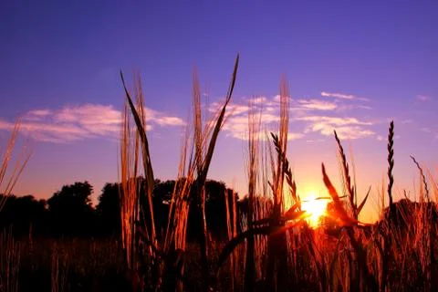 Grass heads Stockfoto's