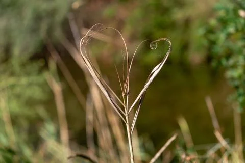 Grass heart Stock Photos