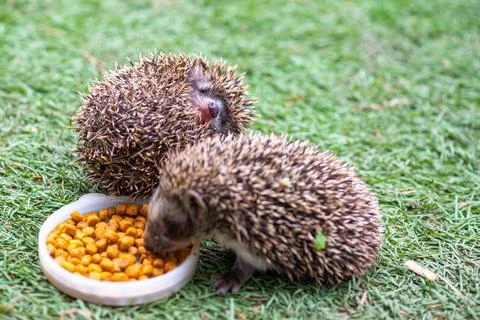 On the grass a hedgehog eats food another curled up into a ball Stock Photos