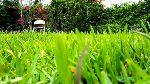 Grass Height 2 스톡 동영상 151544387