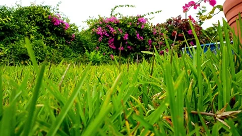 Grass Height 스톡 동영상 151544379