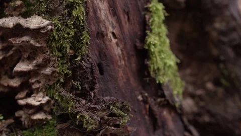 Grass, herb, weed, tree bark Stock Footage 73796668