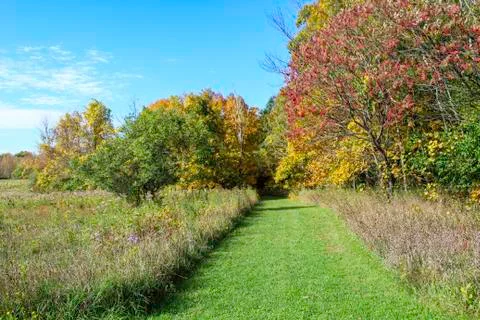 Grass hiking path through a meadow into the woods. Stock Photos